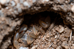 Anuroctonus pococki bajae