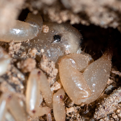 Anuroctonus pococki bajae