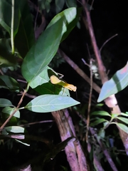 Hierodula pistillinota