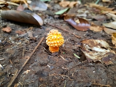 Agaricus trisulphuratus