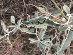 Ditylenchus phyllobius