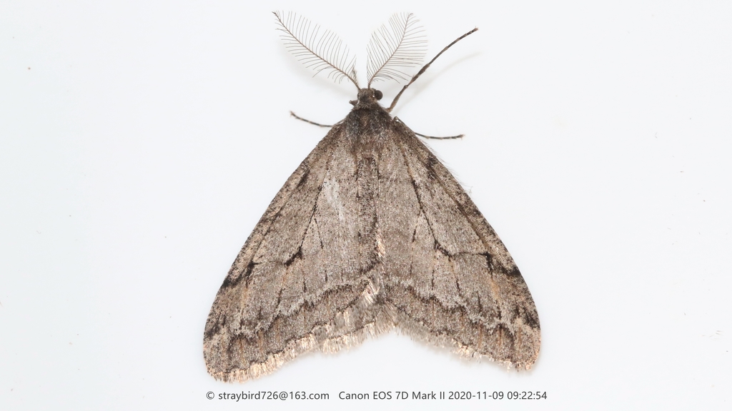 Phigalia ussurica