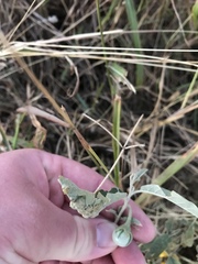 Ditylenchus phyllobius