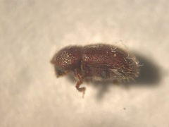 Coccotrypes dactyliperda