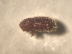 Coccotrypes dactyliperda