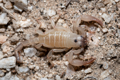 Anuroctonus pococki bajae