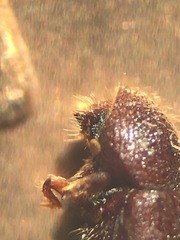 Coccotrypes dactyliperda