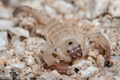 Anuroctonus pococki bajae