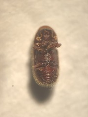 Coccotrypes dactyliperda