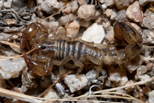 Superstition Mountains Scorpion