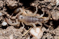 Anuroctonus pococki bajae