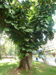 Epipremnum