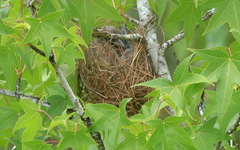 Philemon citreogularis