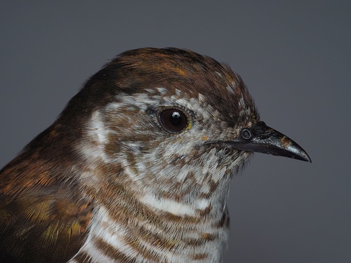 Coucou éclatant (Chalcites lucidus)