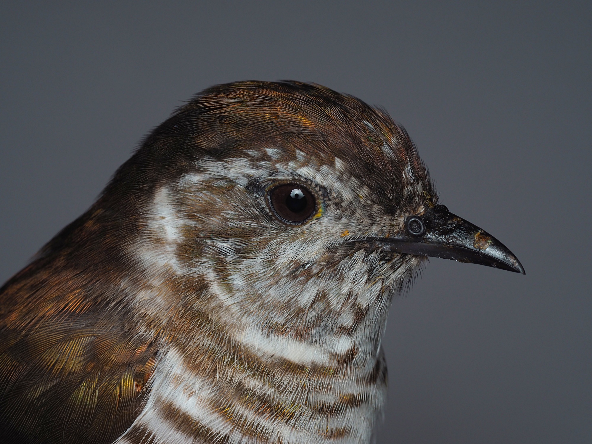 Shining Bronze-Cuckoo (Chalcites lucidus)