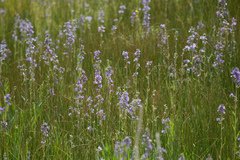Polemonium occidentale occidentale
