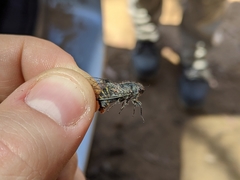 Atrapsalta furcilla