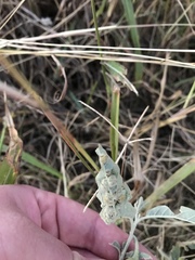 Ditylenchus phyllobius