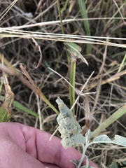 Ditylenchus phyllobius