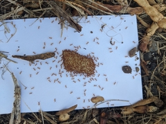 Forelius pruinosus
