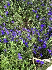 Lobelia erinus
