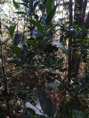 Euonymus laxiflorus