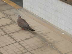 Streptopelia chinensis