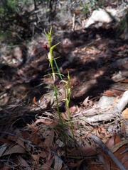 Cryptostylis hunteriana