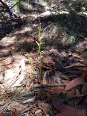 Cryptostylis hunteriana