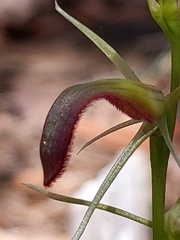 Cryptostylis hunteriana