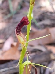 Cryptostylis hunteriana