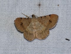 Frederickia flaviterminata