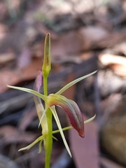 Cryptostylis hunteriana