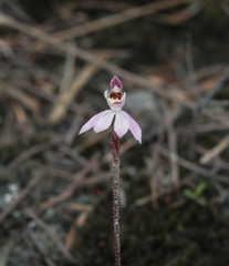 Caladenia bartlettii
