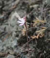 Caladenia bartlettii