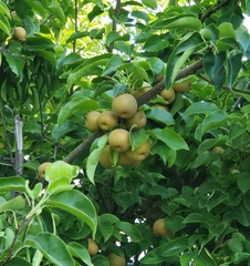 Pyrus pyrifolia