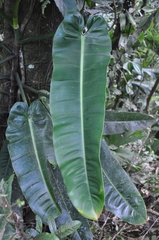 Image of Philodendron annulatum