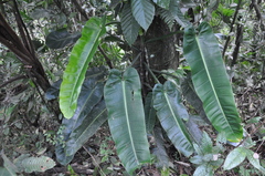 Philodendron annulatum