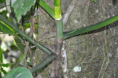 Philodendron annulatum