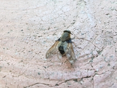 Diptera