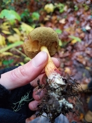 Xerocomellus diffractus