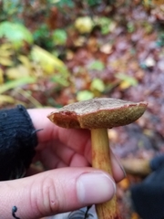 Xerocomellus diffractus