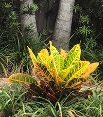 Codiaeum variegatum