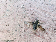 Diptera