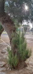 Tamarix aphylla