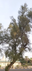 Tamarix aphylla