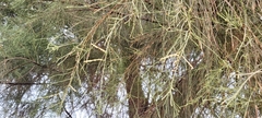 Tamarix aphylla