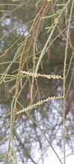 Tamarix aphylla