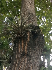 Tillandsia