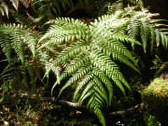 Dicksonia lanata